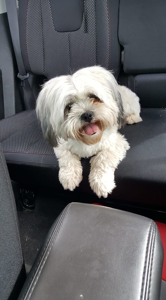 Readers pet photos